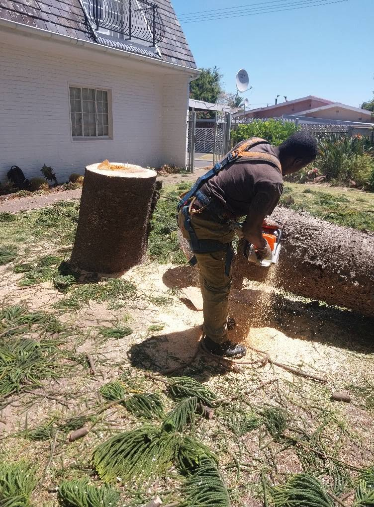 MN Tree Felling crew carrying chainsaw equipment beside a large tree