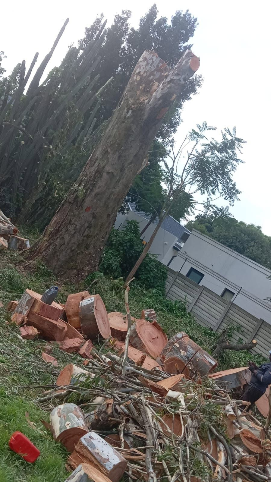 MN Tree Felling worker removing a large tree at a residential property
